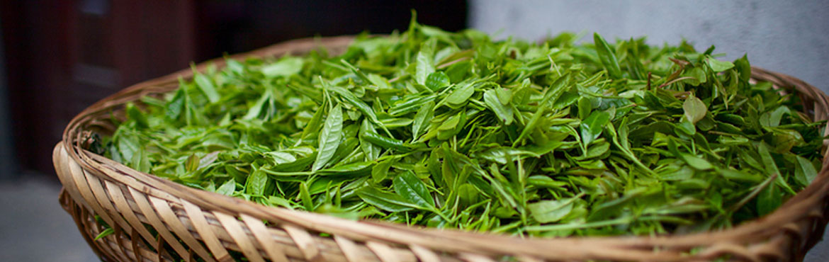 蘭嶺經典綠之劍 蘭嶺經典綠之劍