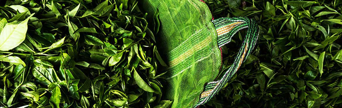 蘭嶺有機綠茶 蘭嶺有機綠茶