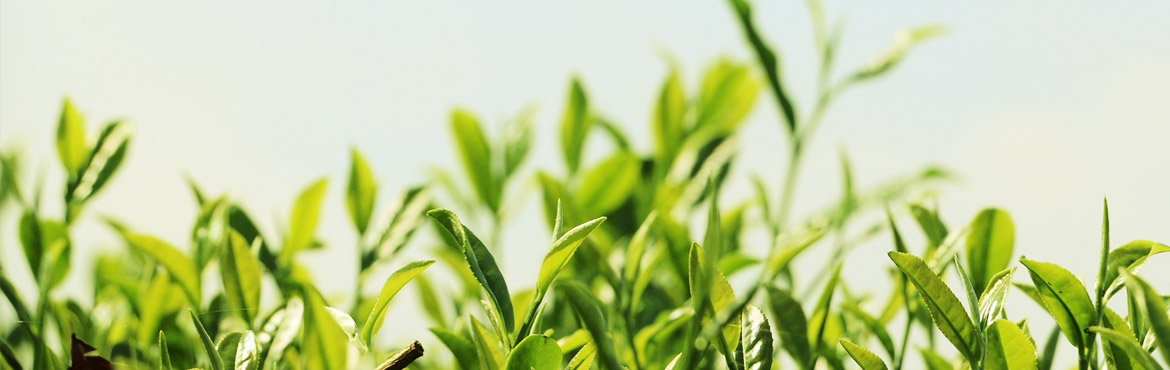 蘭嶺有機銀毫 蘭嶺有機銀毫