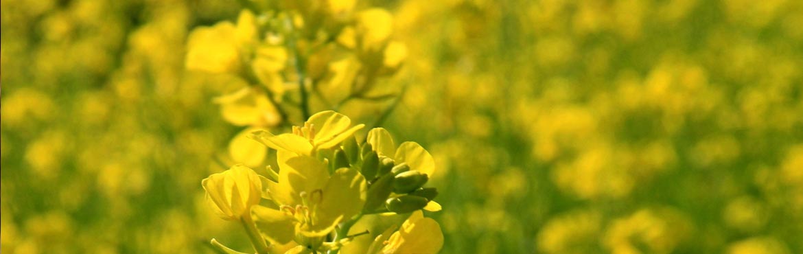 長康綠態(tài)初榨香菜籽油 長康綠態(tài)初榨香菜籽油